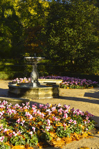 Flowers growing in park