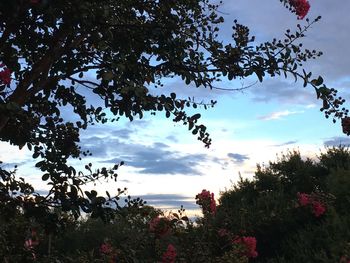 Silhouette trees against sky