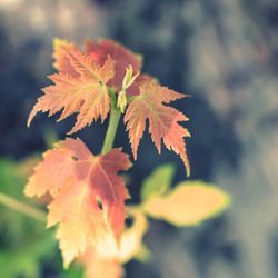 Close-up of red maple leaves