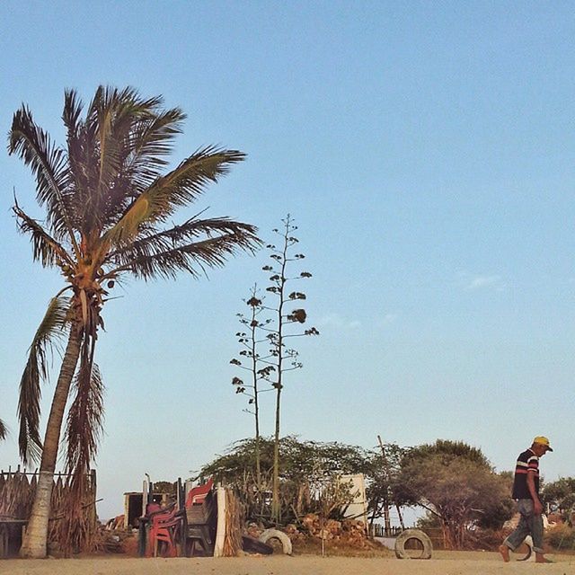 clear sky, palm tree, tree, blue, copy space, leisure activity, men, building exterior, lifestyles, built structure, sky, architecture, low angle view, beach, sunlight, person, day, incidental people, outdoors