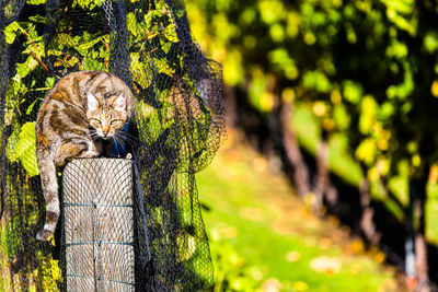 Meow... i'm watching you - queenstown, new zealand
