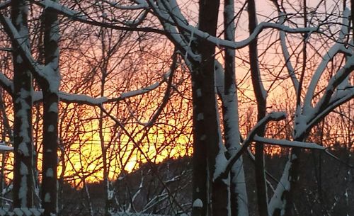 Bare trees against sky at sunset