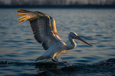 Pelican flying over lake