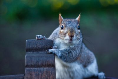 Close-up of squirrel