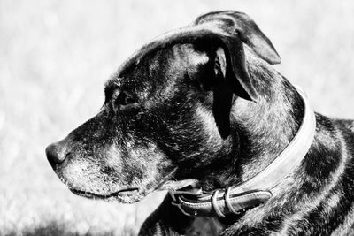 Close-up of dog outdoors