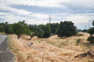 Trees on field against sky