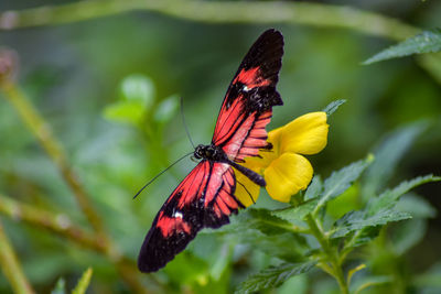 Close-up of butterfly pollinating on flower