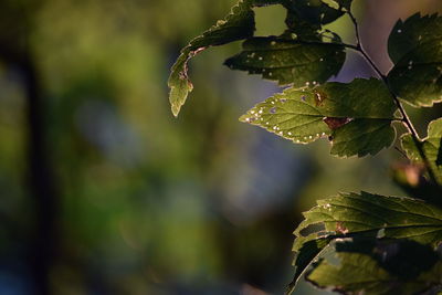 Close-up of fresh green leaves on plant