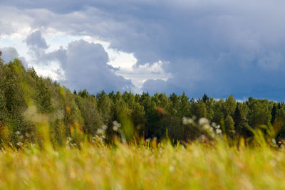 Green grass, meadow field, forest background. summer landscape, pasture cattle. beautiful grass