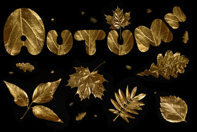 Close-up of dry flowers against black background