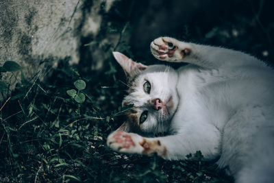 Portrait of cat relaxing outdoors