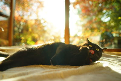 A black cat lying down against the background of autumn leaves