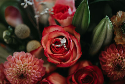 Close-up of red roses