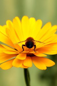 Close-up of bee on yellow flower