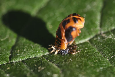 Close-up of insect on leaf