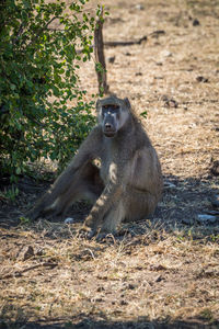 Monkey sitting on field