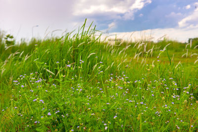 Close-up of grass in field