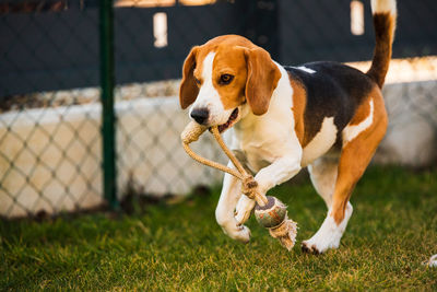 Happy beagle dog running with flying ears towards camera. activ dog concept