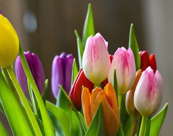 Close-up of pink tulips