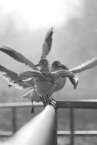 Close-up of a bird on hand