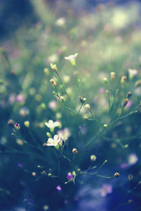 Close-up of flowers