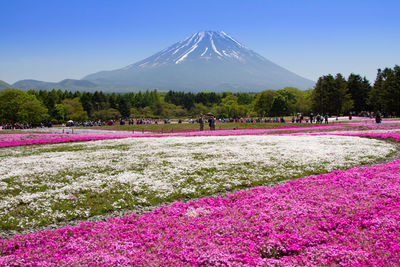 View of flowers in front of mountain range