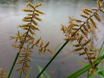 Close-up of plant against sky