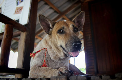 Close-up portrait of dog