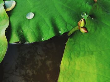 Close-up of water drops on leaves