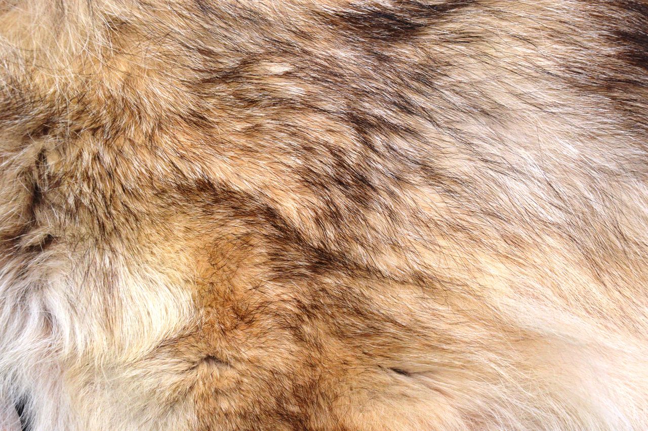 fur, animal, animal themes, mammal, one animal, animal hair, animal body part, textile, backgrounds, close-up, no people, full frame, animal wildlife, fur clothing, domestic animals, pet, brown, animal skin, wildlife, extreme close-up, textured