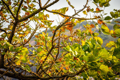 Low angle view of flower tree