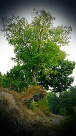 Trees growing on field