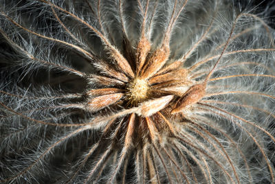 Close-up of dandelion