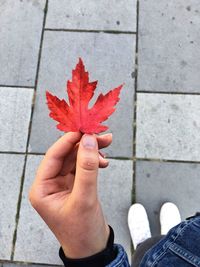 Close-up of hand holding maple leaf