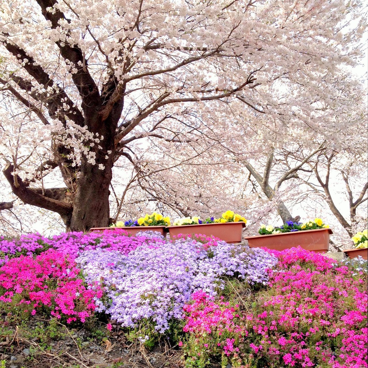 PINK FLOWERS BLOOMING ON TREE