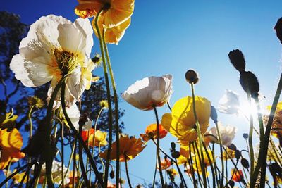 Low angle view of flowers blooming against sky