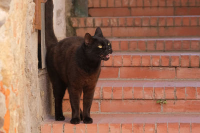 Young black cat in a village.