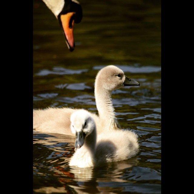 animal themes, bird, animals in the wild, water, wildlife, swan, lake, swimming, one animal, beak, duck, rippled, waterfront, water bird, nature, reflection, white color, zoology, seagull, close-up