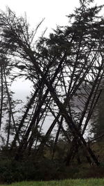 Low angle view of trees on field against sky