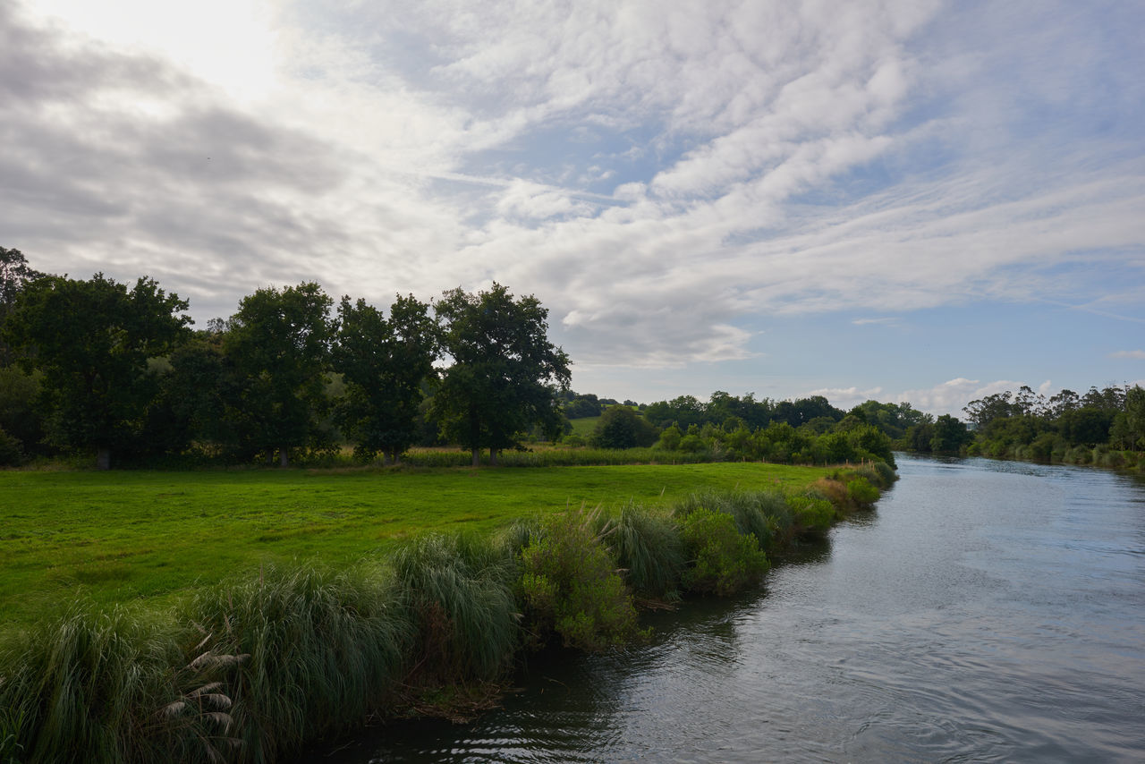 plant, river, tree, sky, water, nature, landscape, environment, cloud, scenics - nature, beauty in nature, reflection, land, grass, tranquility, no people, waterway, green, wetland, body of water, rural area, marsh, natural environment, rural scene, tranquil scene, outdoors, field, forest, non-urban scene, floodplain, reservoir, day, shore, growth, travel, polder