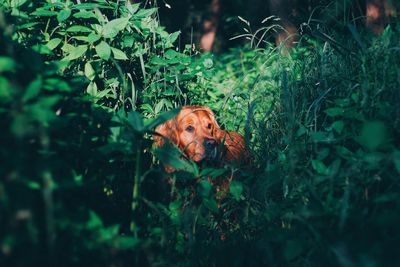 Portrait of dog on grass