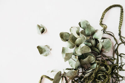 Close-up of flowering plant against white background