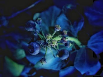 Close-up of blue flowers