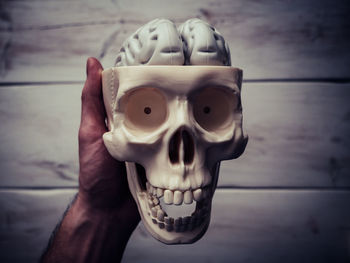 Close-up of human hand holding artificial skull and brain