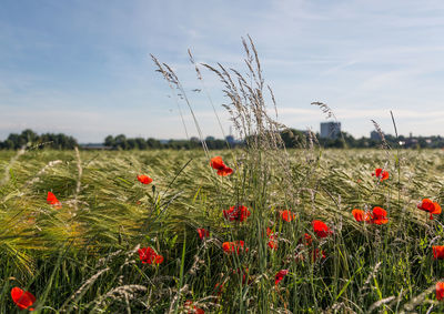 Red poppies on field against sky