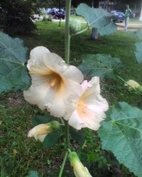 Close-up of flower blooming outdoors