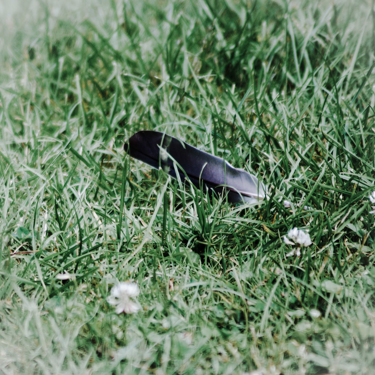 HIGH ANGLE VIEW OF SUNGLASSES ON GRASS