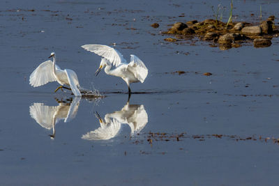 Close-up of white birds on lake