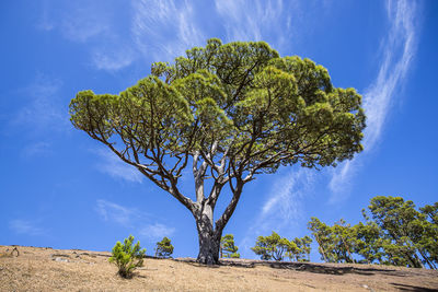 Low angle view of trees against blue sky