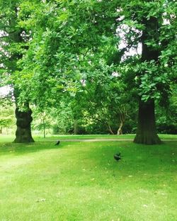 Scenic view of trees on grass